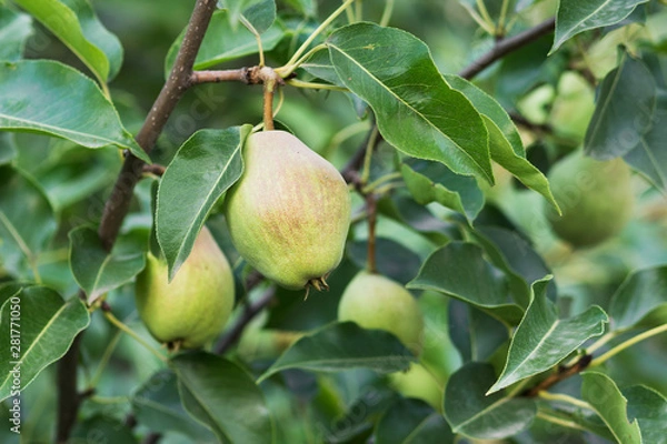Fototapeta Green pears on the tree