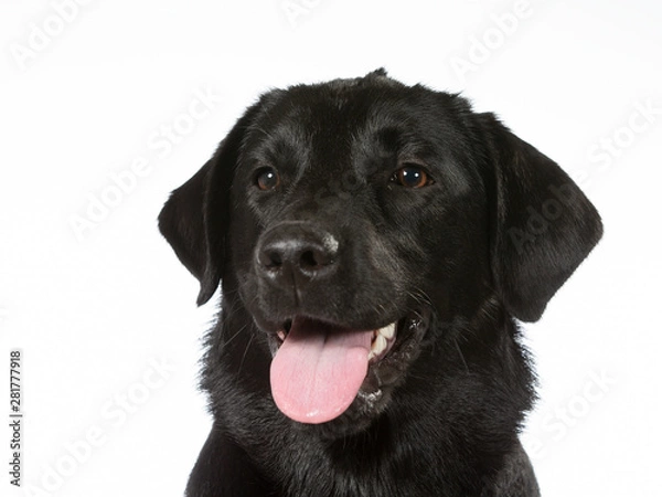 Fototapeta Black labrador dog portrait. Image taken in a studio with white background. Copy space, isolated on white.