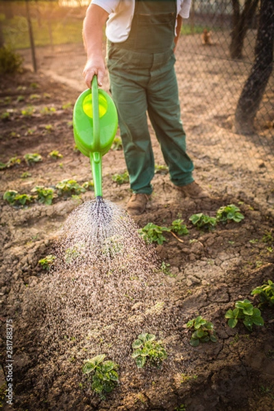 Obraz Portrait of a handsome senior man gardening in his garden, on a lovely spring day (color toned image)