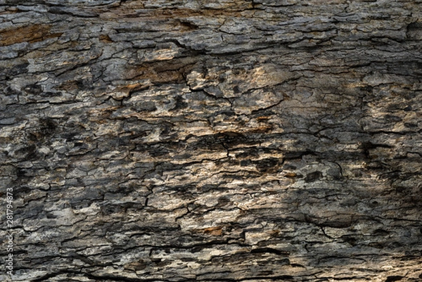 Fototapeta Old Wood Tree Texture Background Pattern