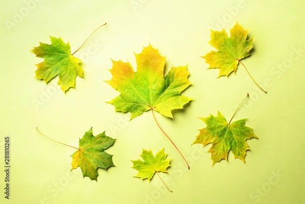 Fototapeta Golden autumn concept. Sunny day, warm weather. Top view. Autumn leaves on green background with copy space. Colors of fall