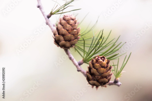 Obraz Zapfen einer jungen Zirbe
