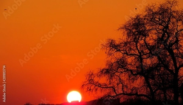 Obraz tree in sunset