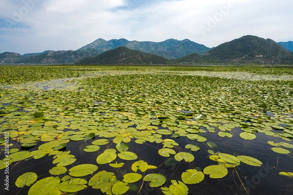 Fototapeta Water Lilies and mountains on the lake Lake Skadar National Park in Montenegro