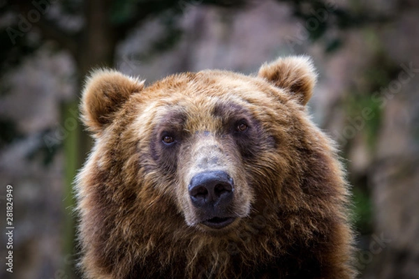 Fototapeta brown bear