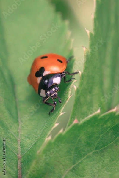 Obraz Ladybug resting on the green leaf, macro photography.