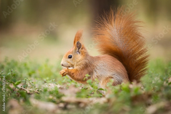 Fototapeta squirrel eating nuts