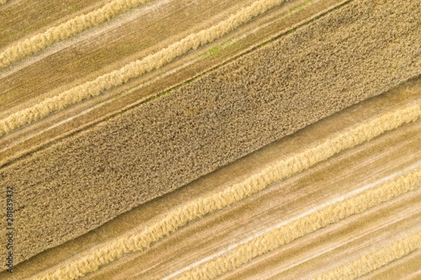Fototapeta Wheat field from above