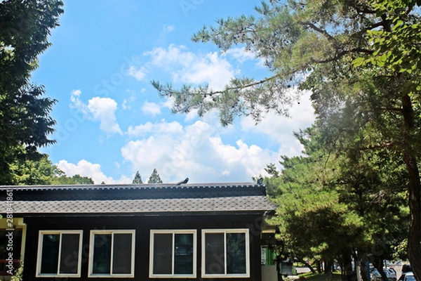 Fototapeta 하늘 과 나무가지