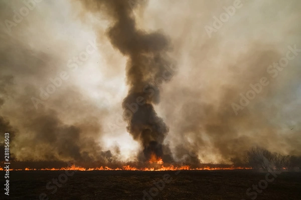 Fototapeta Fires in Russian forest, Transbaikal forest in fire, burning of