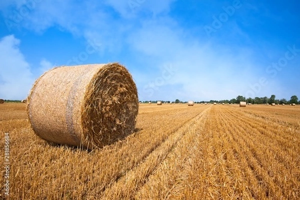 Obraz Wheat field after harvest with straw bales.