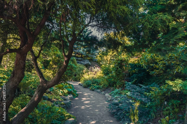 Obraz path in the forest