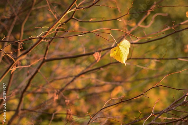 Obraz Lonely yellow leaf of a Linden hanging on a tree branch in the autumn