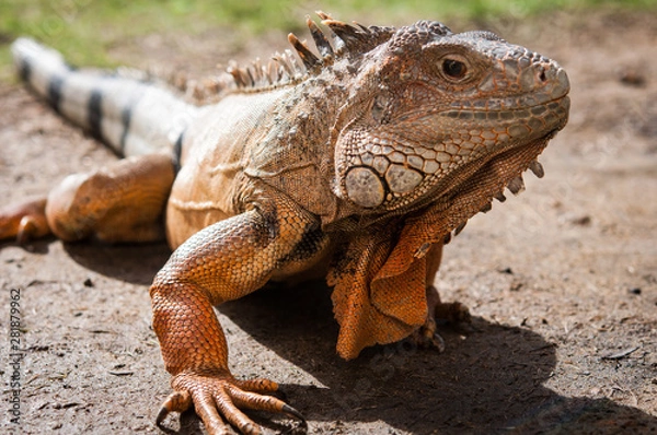 Obraz イグアナ、オレンジ