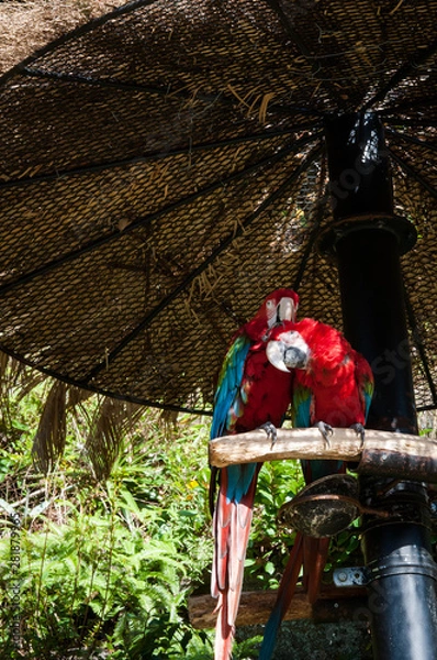 Obraz コンゴウインコ、ペア