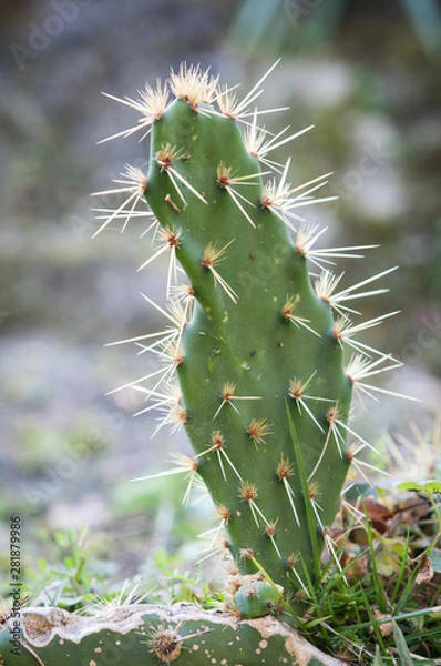 Obraz 平らなサボテン