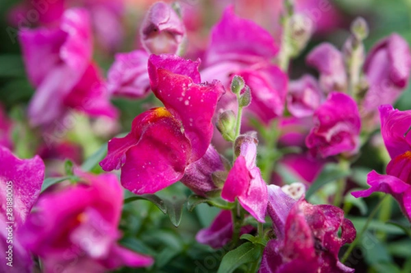 Obraz マゼンタの金魚草