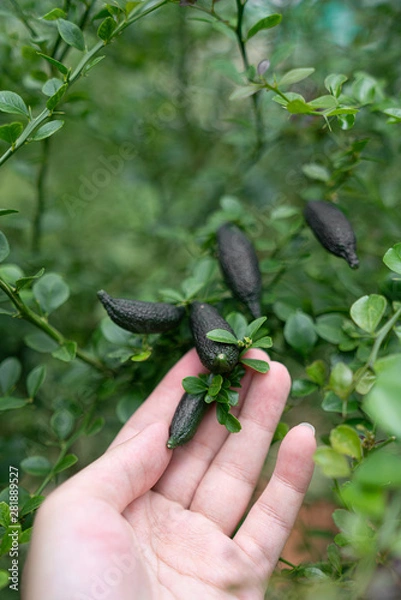 Fototapeta Fresh fingerlime in basket in natural light scene / farm concept / close up tree