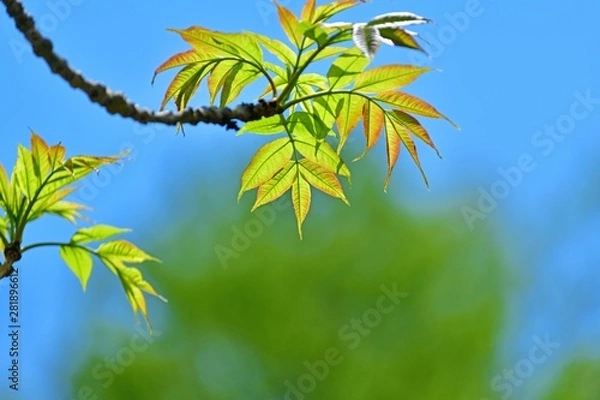 Fototapeta 光を浴びて輝く新緑の若葉