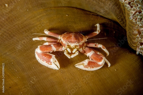 Obraz Neopetrolisthes maculatus is a species of porcelain crab from the Indo-Pacific region