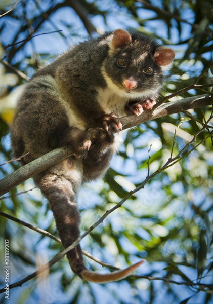 Fototapeta Ring-tail Possum