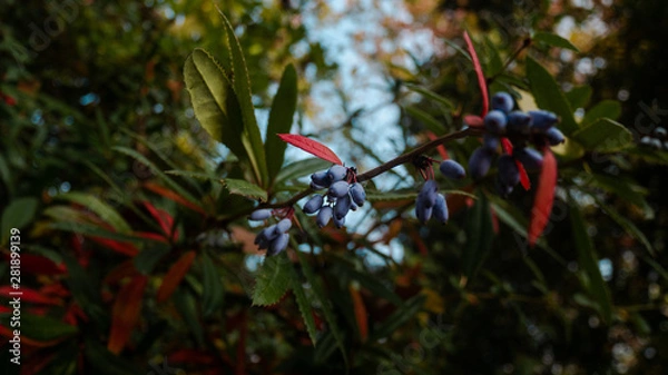 Obraz Blue berries on tree