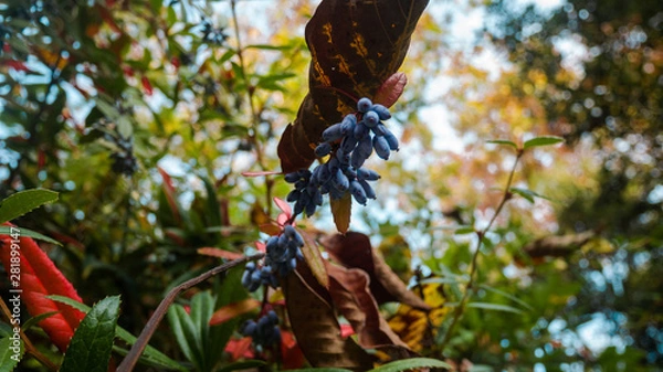 Obraz Berries in the autumn