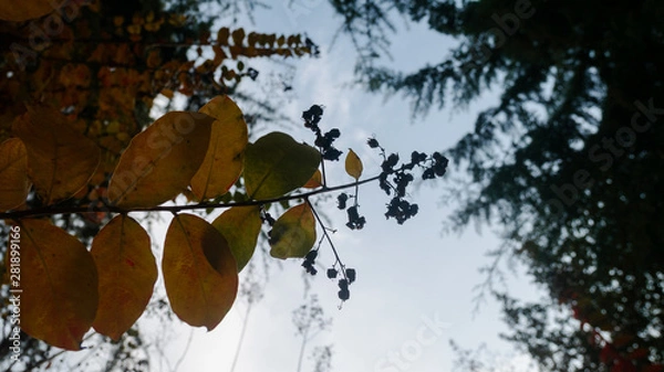 Obraz Abstract background with autumn leaves