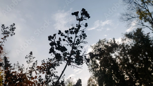 Obraz Trees and blue sky