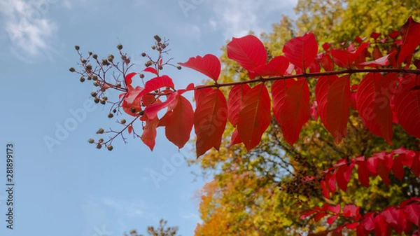 Obraz Autumn leaves on tree