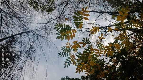 Obraz Tree in autumn