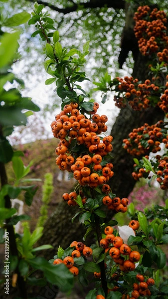 Obraz Orange berries