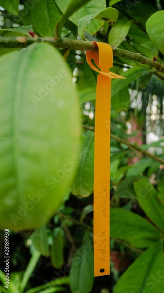 Obraz Branch with a tag