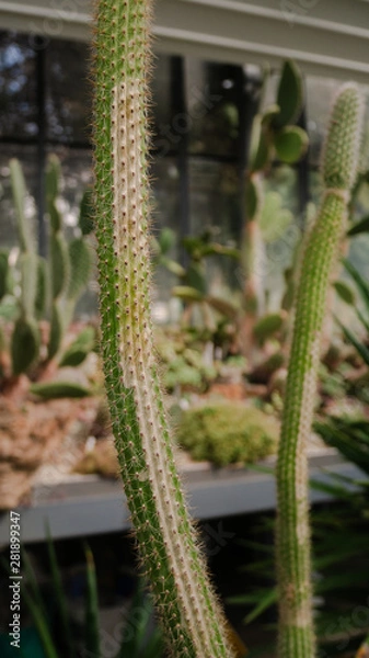 Obraz A pair of cacti