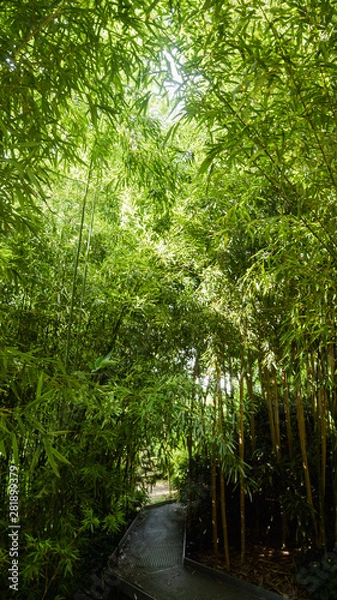 Obraz Path into the bamboo forest