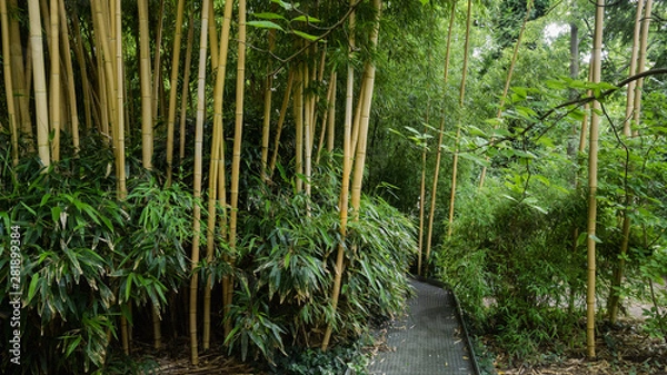 Obraz Bamboo forest with path