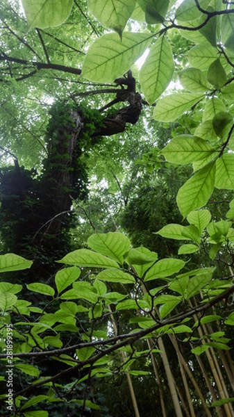 Obraz Tree in the forest