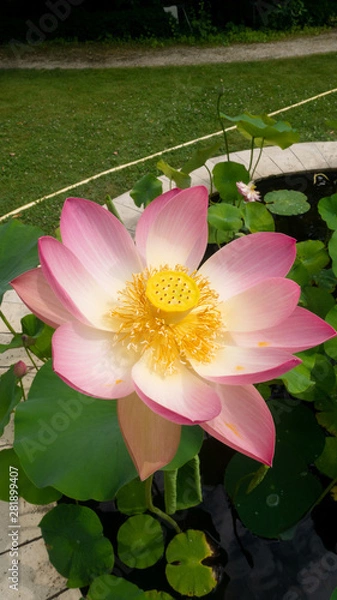 Obraz Lotus in a pond
