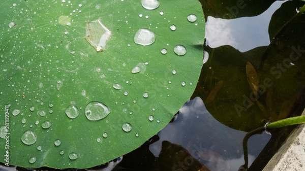 Obraz Water drops on a leaf