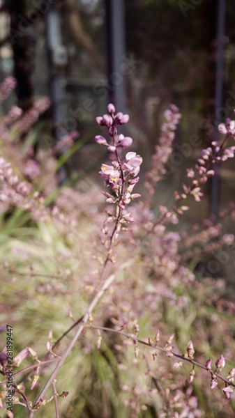 Obraz Flowers in field