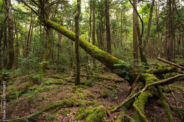 Fototapeta 青木ヶ原樹海の風景