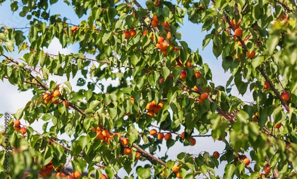 Fototapeta Ripe apricot on the branches of a tree