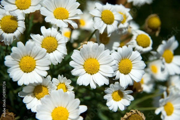 Obraz White daisies. Very short depth of field
