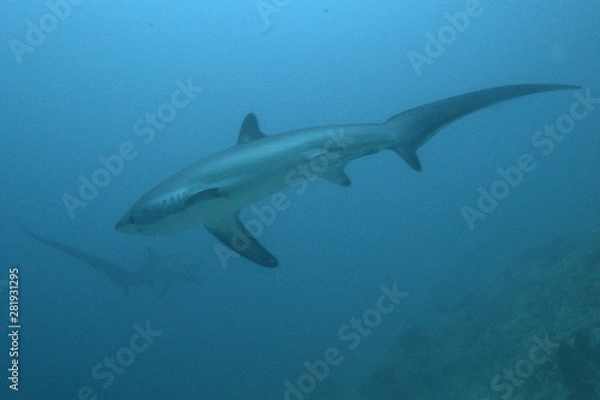 Fototapeta 2 rare thresher sharks swimming close to each other in Malapascua Philippines, one of a handful of places in the world where you have a chance to see them