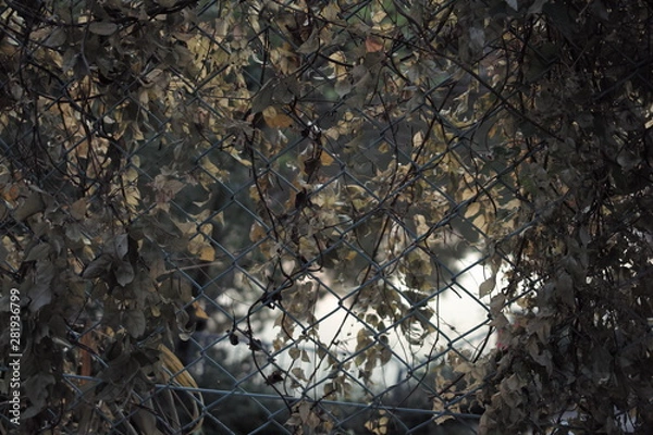 Obraz 夏の夕暮れ