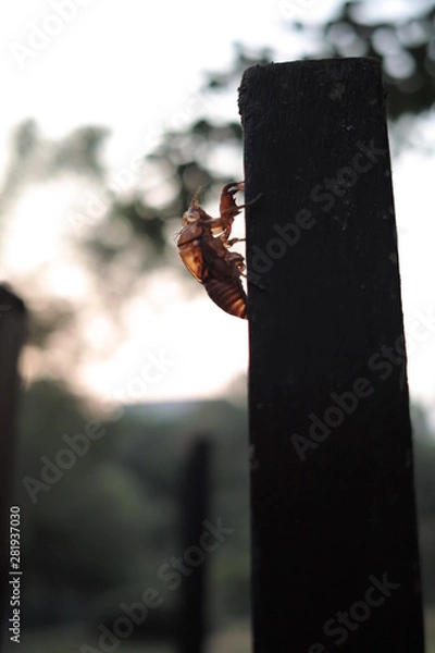 Obraz 夏の夕暮れ