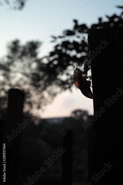 Obraz 夏の夕暮れ