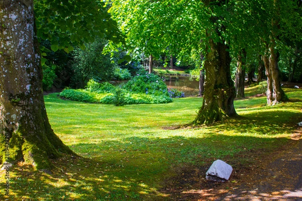 Fototapeta A small woodland glade in a typical Irish Glen