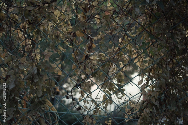 Obraz summer composition 1