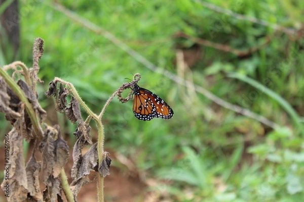 Fototapeta Borboleta
